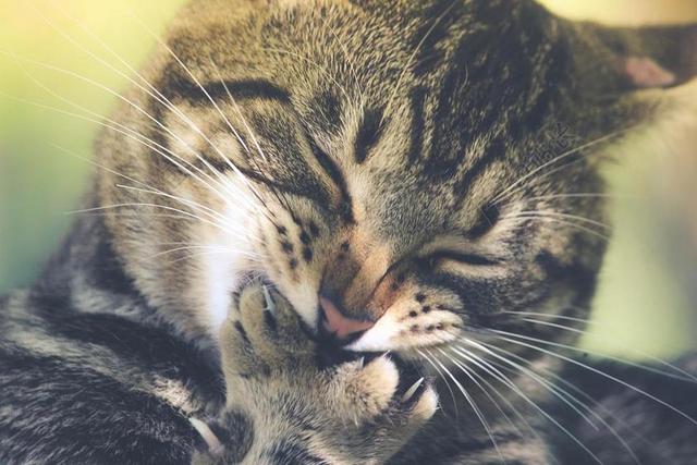 可爱的 动物 猫 特写 可爱 国内动物 猫的 宠物 虎斑猫
