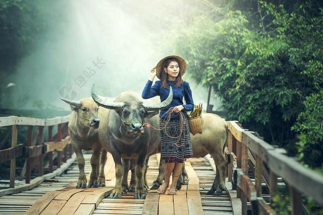 农业动物美丽女人水牛桥背景图片