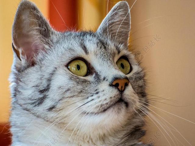 猫 动物 宠物 家猫 年轻的猫 可爱的猫咪 猫的眼睛
