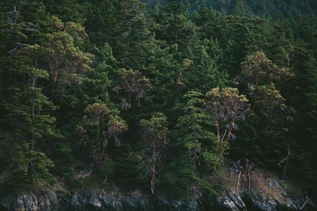 松树 冷杉 森林 山 FIRTREES 桦木 松 绿色 树