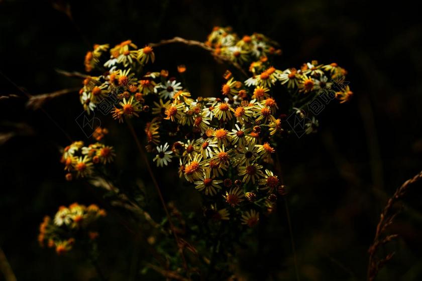 雏菊黄色鲜花春天盛开背景图片
