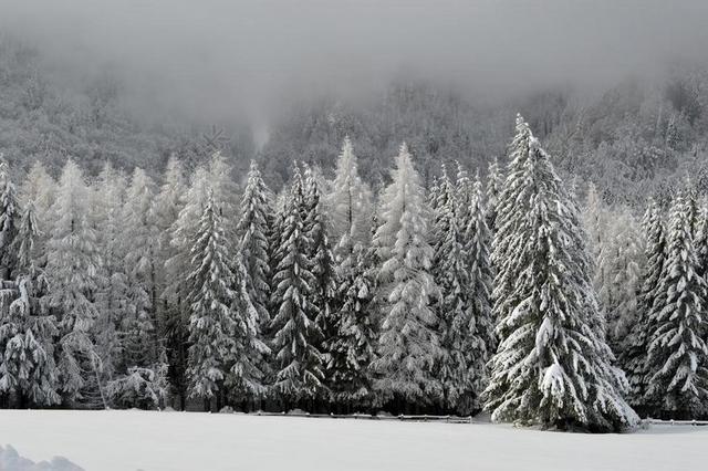 冬天 现场 山 仙境 森林 冷 户外 日落 雪 度假 冰