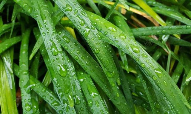 麦冬 大蓝麦冬 叶子 湿叶 叶 草 湿 水 露水 水滴