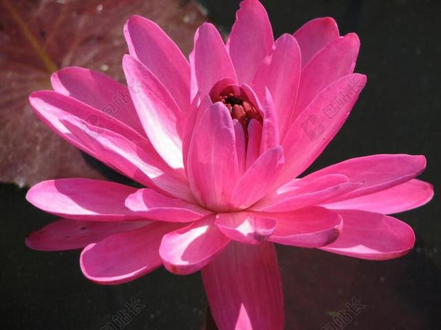 睡莲 盛开 水 莲花 百合 自然 夏天 开花 池 粉红色