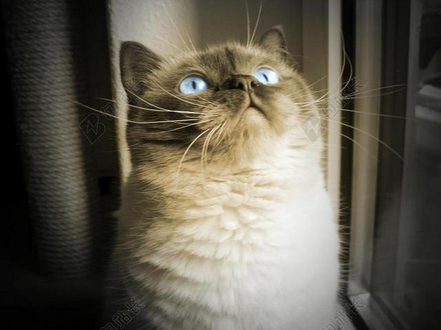猫 蓝色的眼睛 梦幻 MIEZE 英国短毛猫 美丽 查看