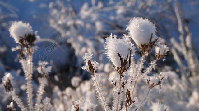 白色植物清新自然冷冬天植物雪结晶背景图片