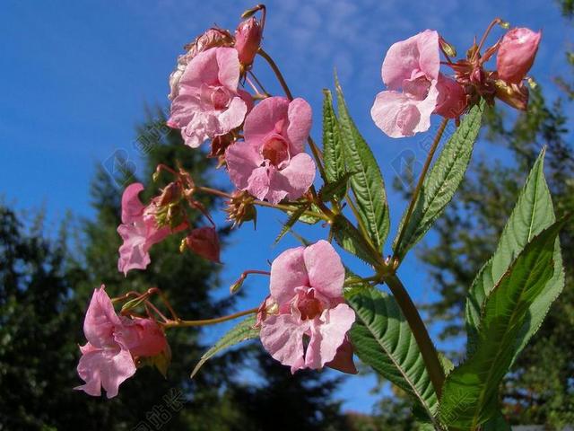 喜马拉雅凤仙花 花 粉色 潇洒 凤仙花短柄 性质 夏天