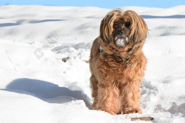 动物长毛可爱 冬天雪地长毛猎犬狗背景图片