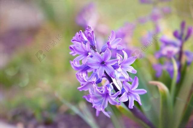风信子 花 春天的花 香花 鲜花 香 花园 性质 关闭