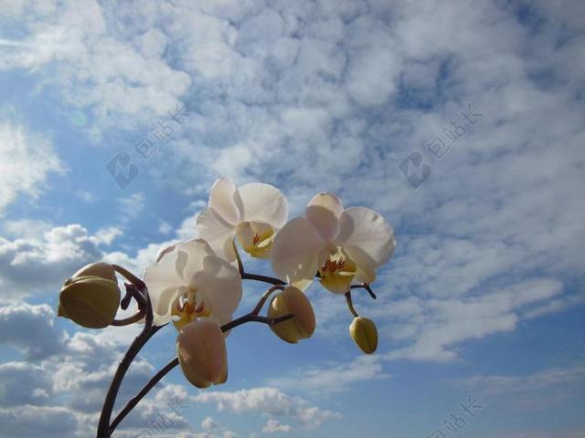兰花 蝴蝶兰 花 盛开 植物白 夏天 蓝斯凯岛 白色的云