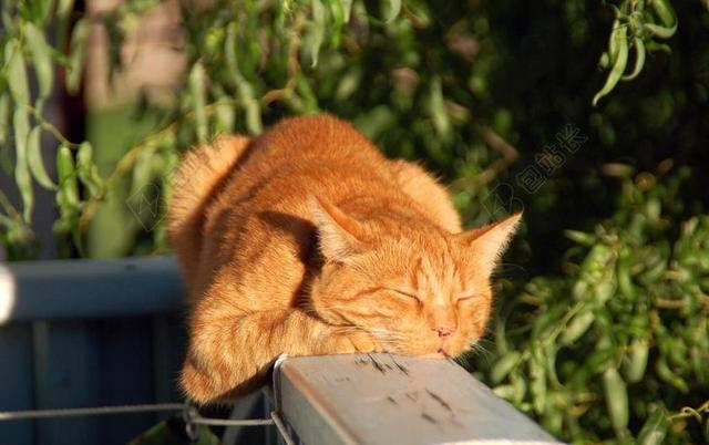 猫 红猫 宿醉 猫脸 KATZENKOPF 头 猫画像