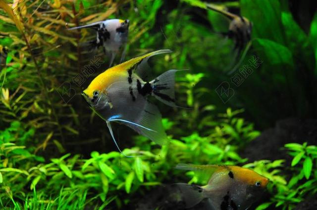鱼 坦克 旱厕 装饰 动物园 世界 水 宠物 水族馆 鱼缸