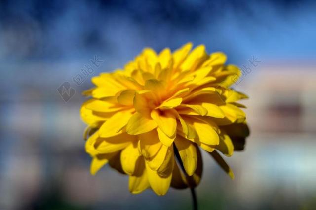 黄花 花卉 胆汁 黄色 花瓣 很多片状 蓝色 天空 鲜花