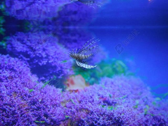 红狮子鱼 水族馆 鱼