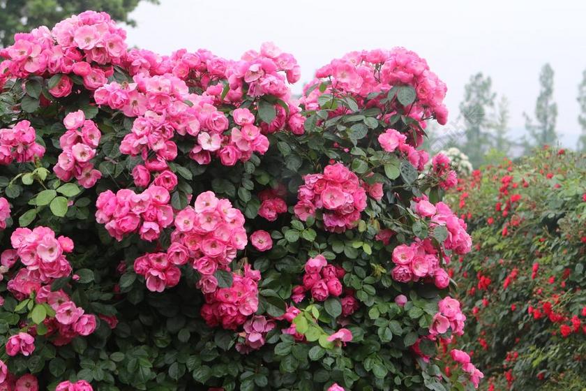 玫瑰 鲜花 玫瑰园 芽