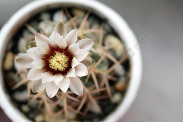 GYMNOCALYCIUM 仙人掌花 仙人掌 开花的仙人掌 植物