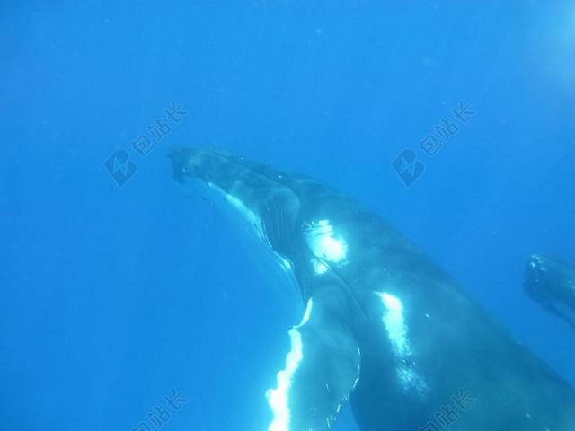 座头鲸 鲸鱼 鲸类 海洋 哺乳动物 野生动物 太平洋