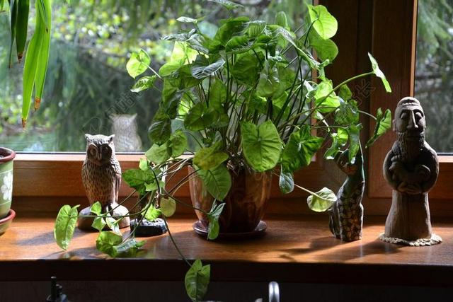 绿色家居摆件景观清新窗台绿色植物盆栽陶瓷摆件背景图片