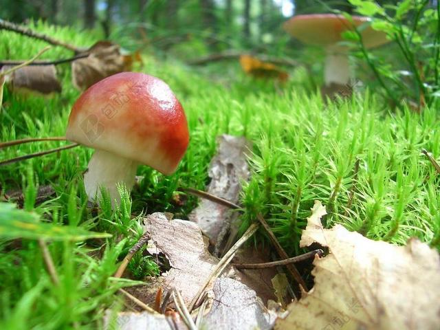 蘑菇 森林蘑菇 红菇 森林 苔 SPEITAEUBLING 红色