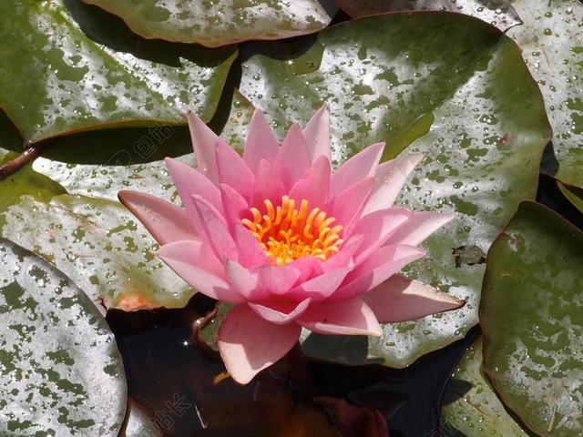 粉色植物鲜花自然水百合睡莲莲花盛开背景图片