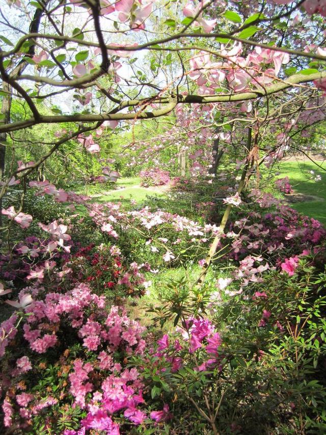 公园 景观 花园 春 花 鲜花
