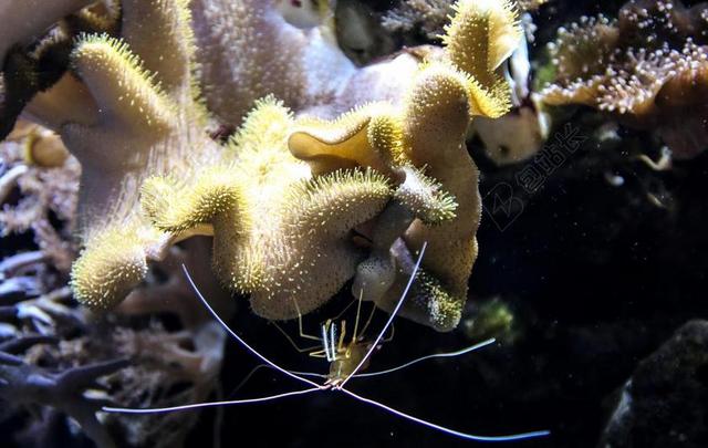 虾 珊瑚 浮游生物 海 海洋 海洋动物