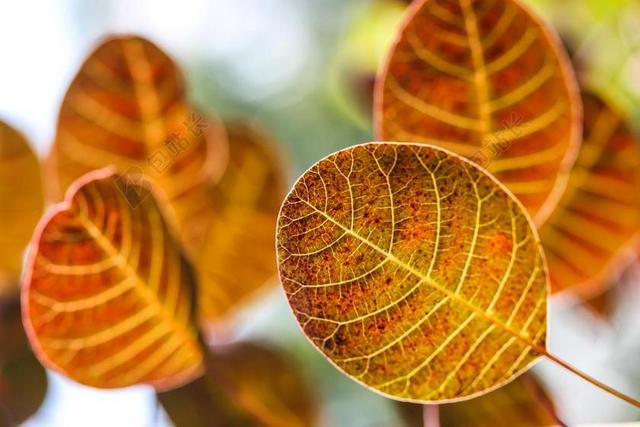 金色植物季节自然秋天落叶黄叶叶脉背景图片