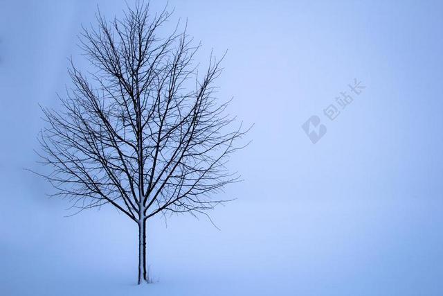 树 雪 冬天 景观 寂寞 白 背景 雾 原野 单个对象