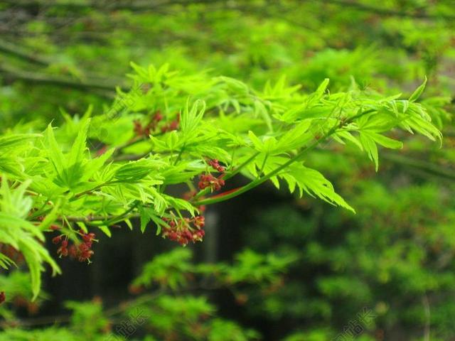 绿色植物自然春天嫩绿叶子红色小果实背景图片