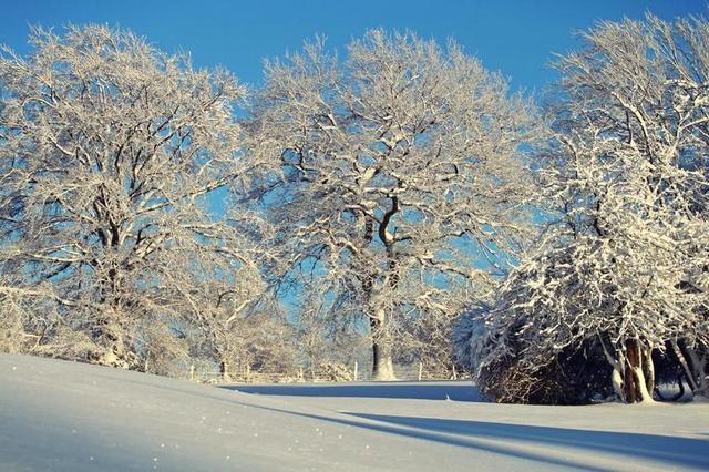 冬天 寒冬 雪 树木 冬季魔术 弗罗斯特 冬天的梦想 性质