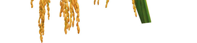 黄色麦穗