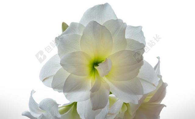白色植物鲜花花瓣盛开绿色花蕊背景图片