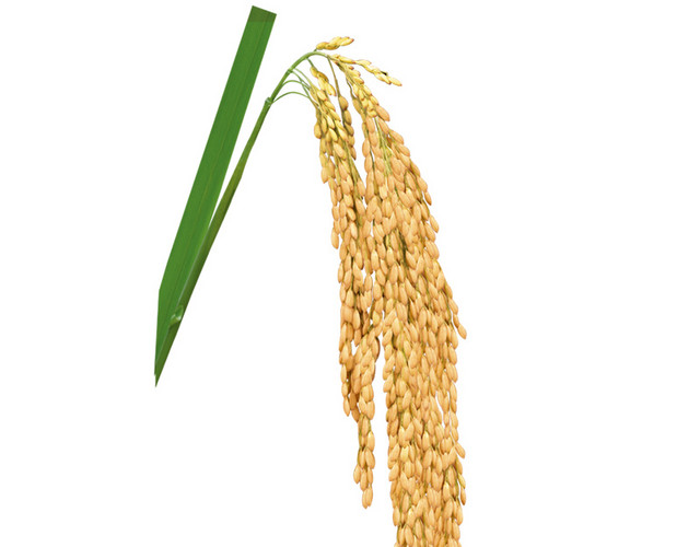 麦穗