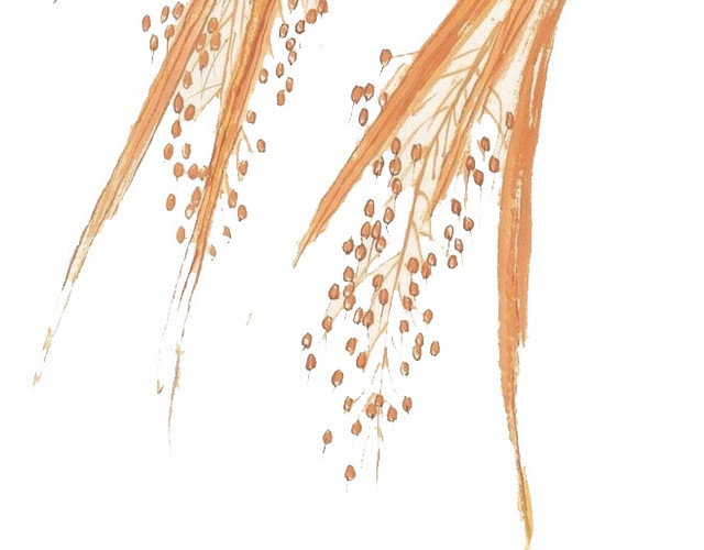 麦穗