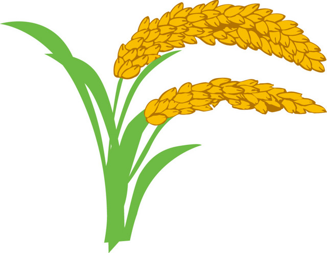 麦穗