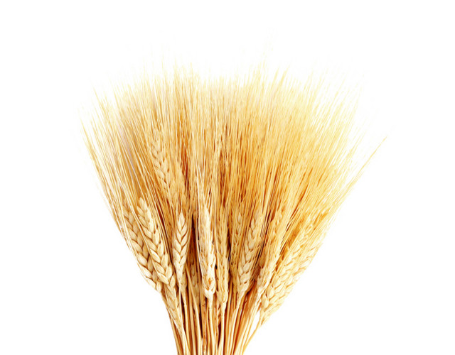 麦穗