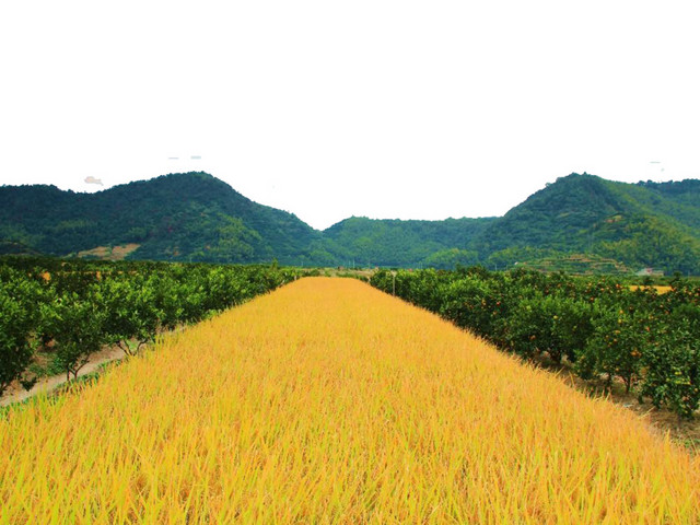 麦田