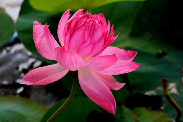 花 莲花 印度