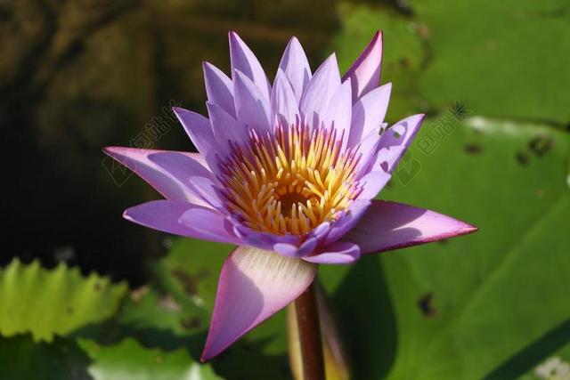 莲 莲花 睡莲