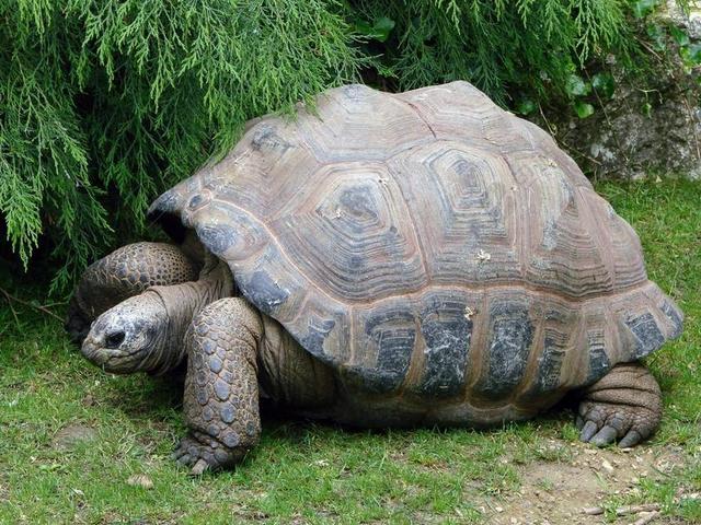 乌龟 巨人 爬行动物 外壳 野生动物 大 动物园 动物 自然