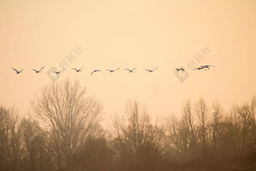 景色自然动物植物黄昏日落飞鸟树林背景图片