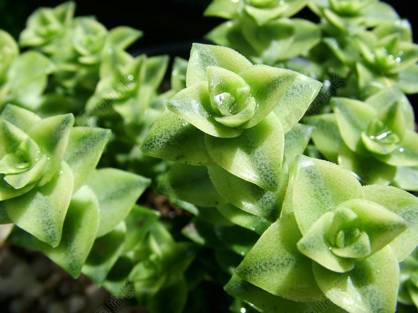 性质 多肉植物 绿色 宏 植物 花卉 花园