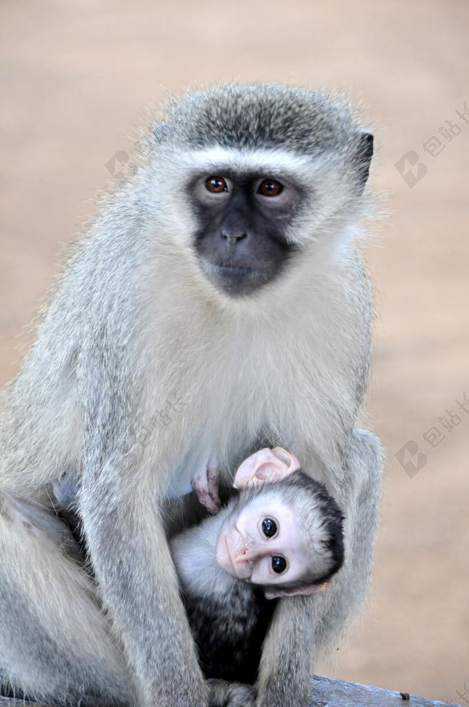 动物特写野外抓拍猴子母子母猴小猴可爱温馨背景图片