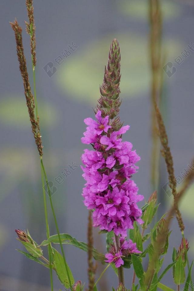金钱草 千屈菜 紫色珍珠菜的基 花序