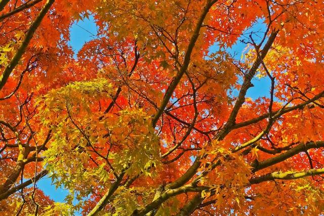 秋季 黄金 金色的秋天 叶子 金秋十月 金 秋天的落叶 树