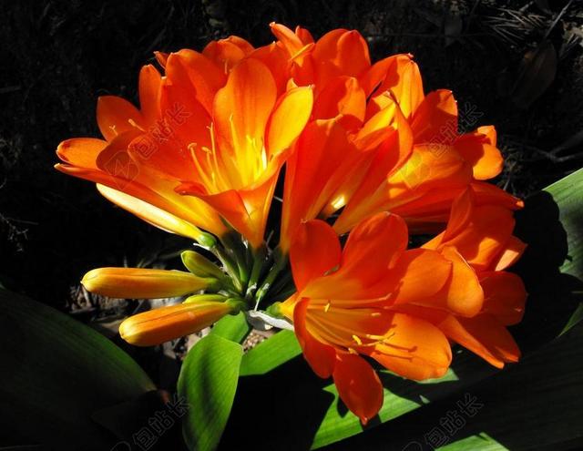 纳塔尔莉莉 花 开花 布什莉莉 盛开 植物 花的 君子兰莉莉