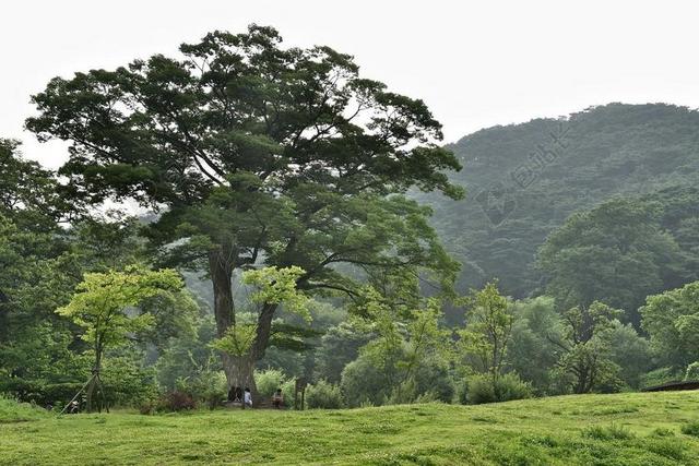 绿色自然清新群山之间山野草地自然山林旅游背景图片