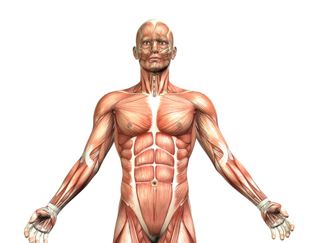 人体结构肌肉素材