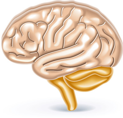 医学专业人体大脑结构素材