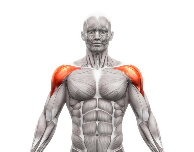 医学专业人体肌肉结构素材